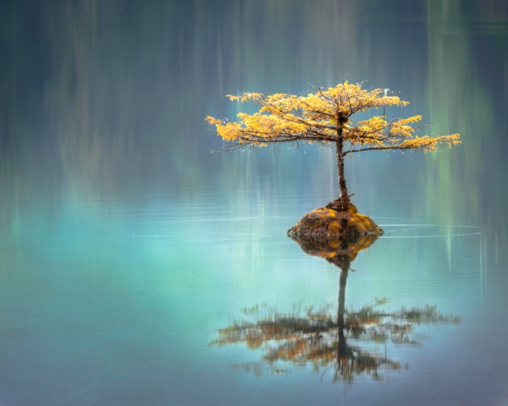 Baum im Wasser Zen